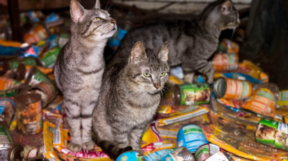 Katzen sitzen in mitten von Muell.