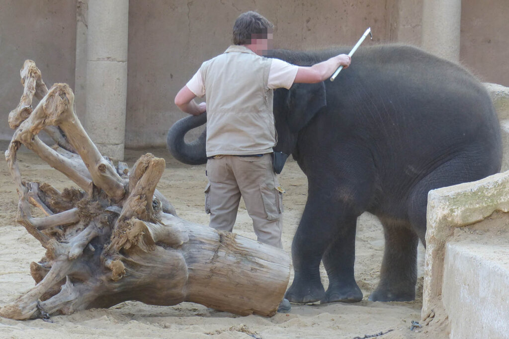 Ein Zoo Mitarbeitender haut mit einem Elefantenhaken nach einem Elefanten und haelt seinen Ruessel fest.