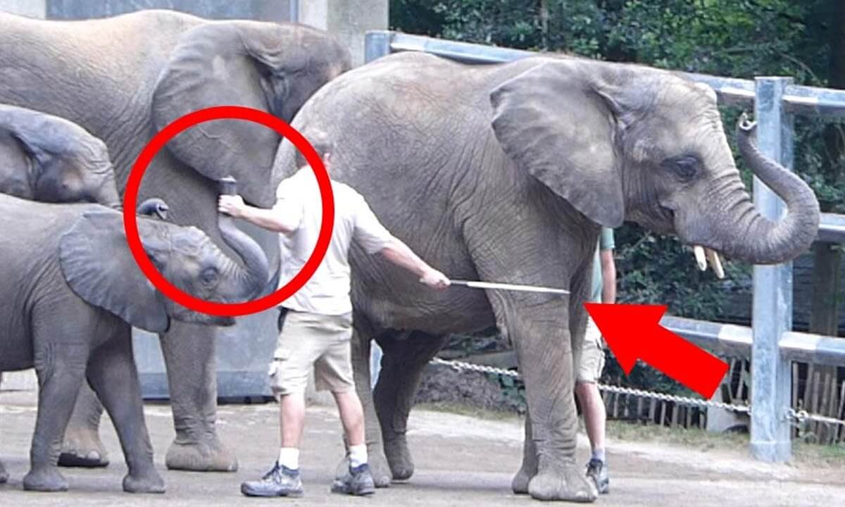 Zoopfleger haelt Ruessel von einem Elefanten
