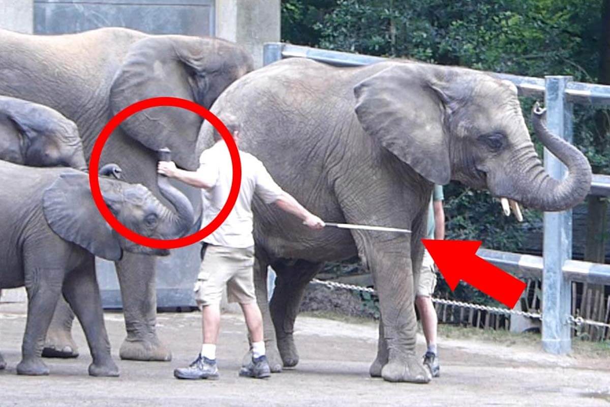 Zoopfleger haelt Ruessel von einem Elefanten