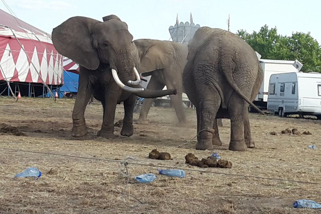 Elefanten vom Circus Afrika