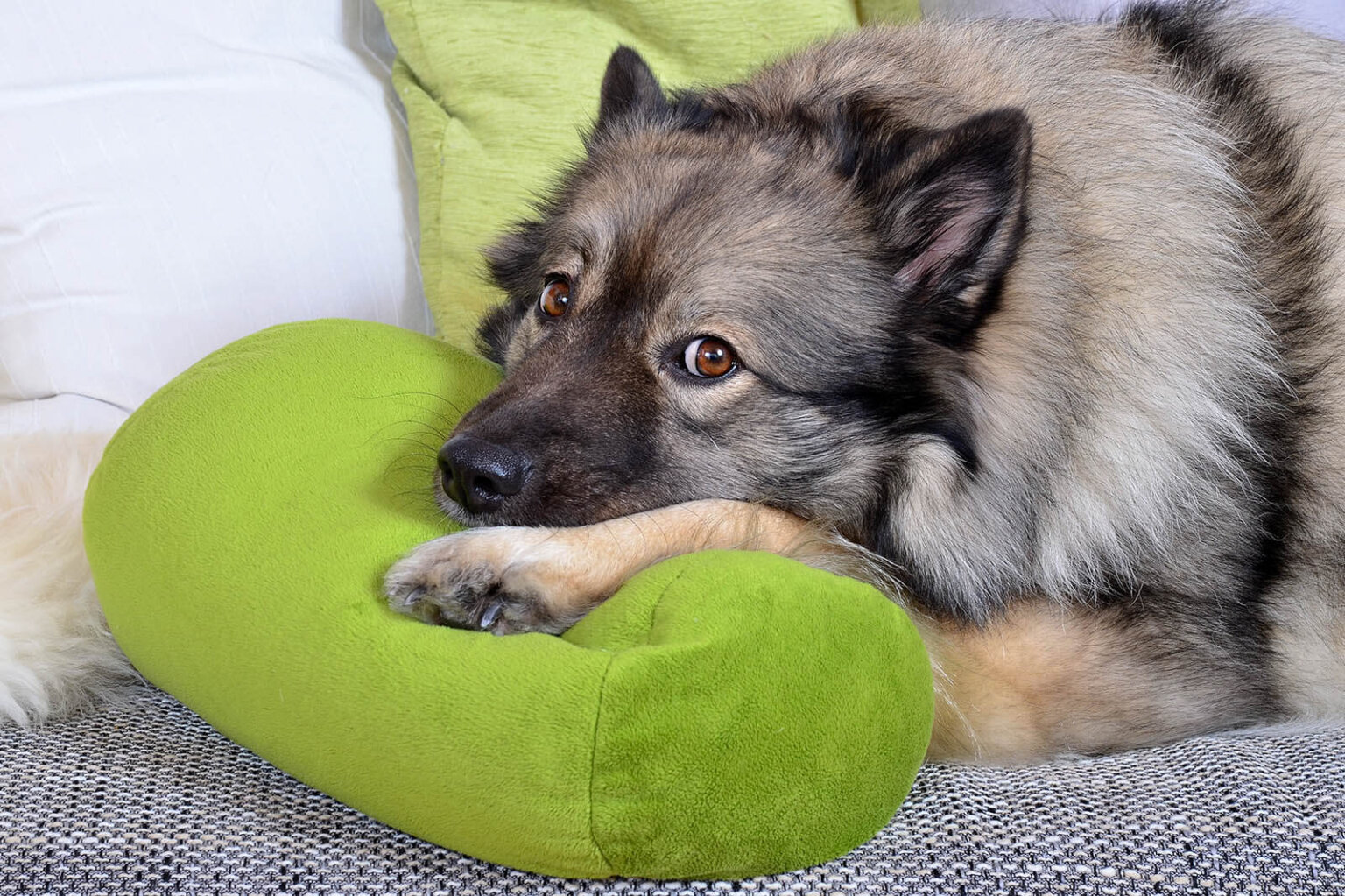 Was Ihr alter Hund nicht sagen kann, Sie aber wissen müssen