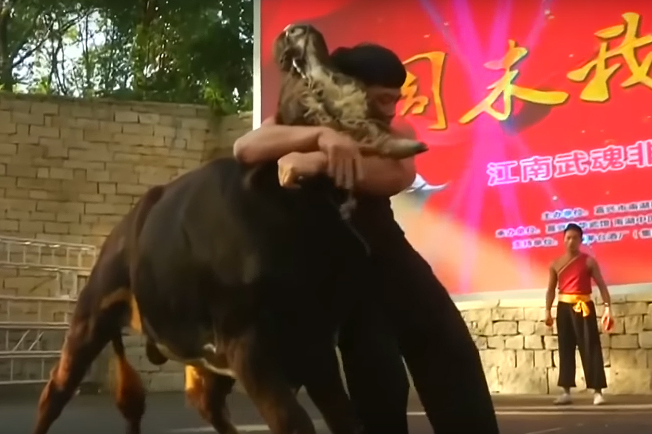Video: So sehen Stierkämpfe in China aus