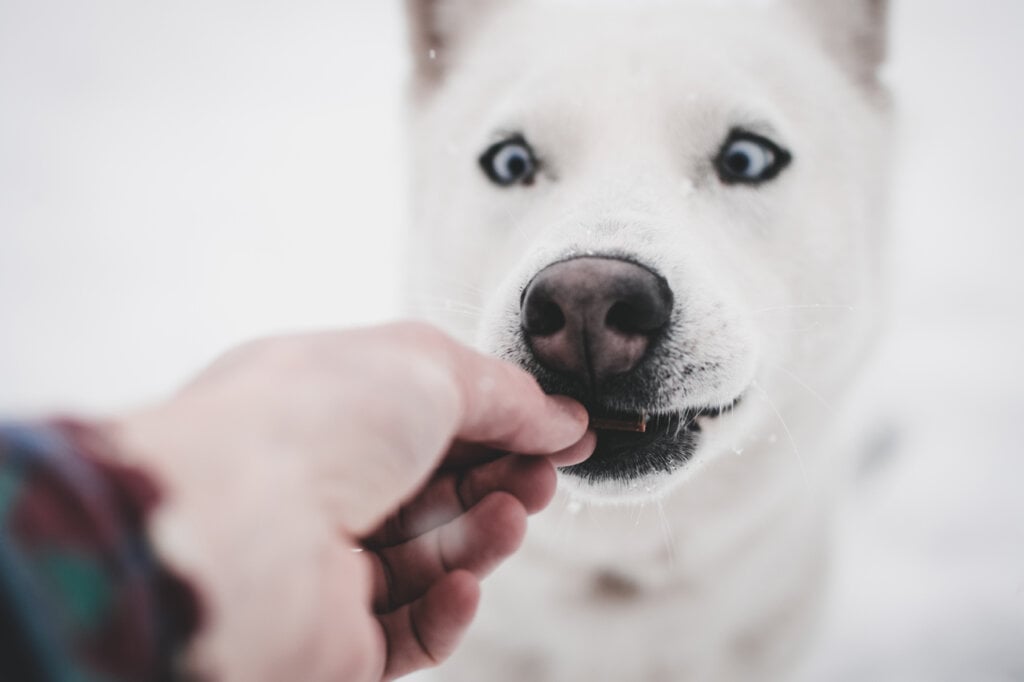 Hund bekommt Snack