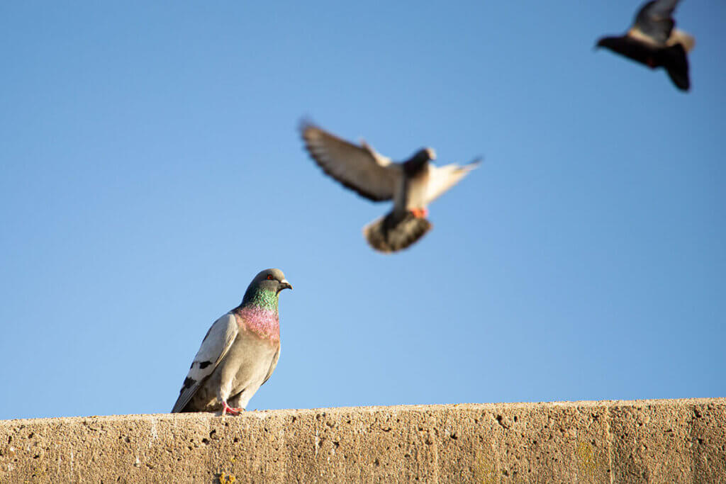 Stadttauben sitzen auf einer Mauer und fliegen umher.