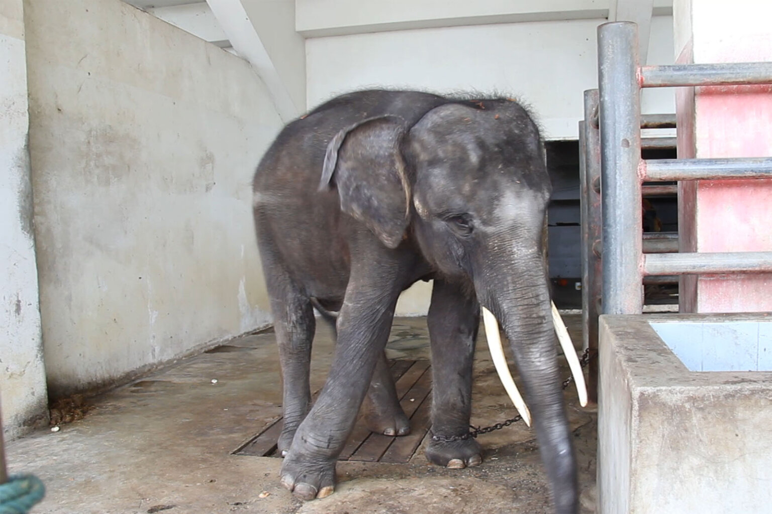 Video: Elefantenbaby Im Zoo Angekettet Und Misshandelt