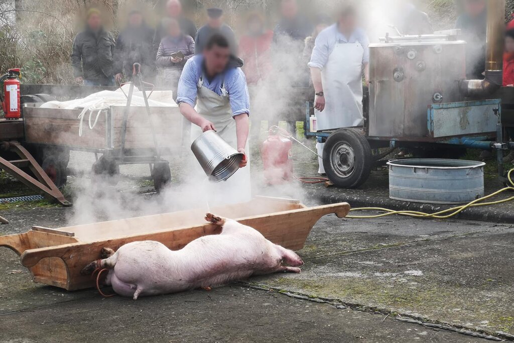 schwein wird geschlachtet