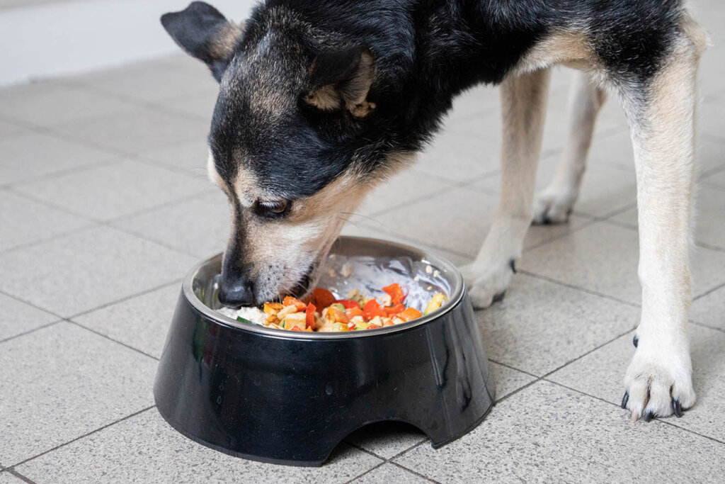 Hund frisst aus einem Napf