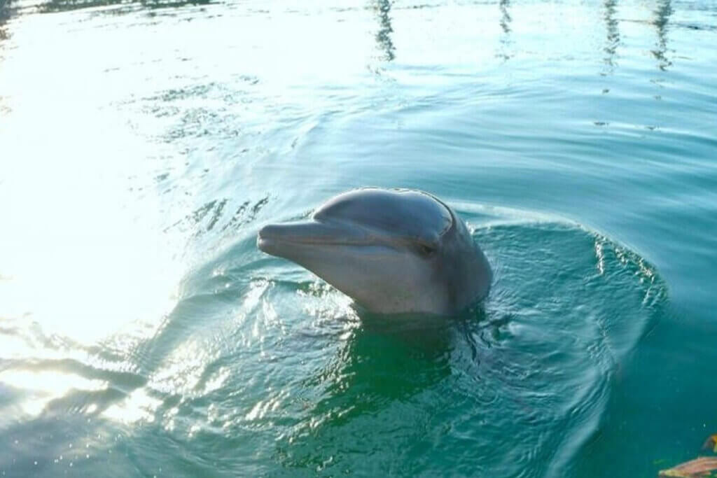 Delfin Rambo im Wasser