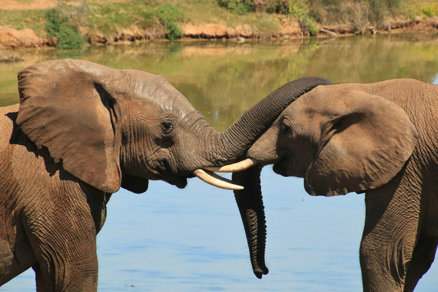 Der Elefant – 11 faszinierende Fakten über Elefanten