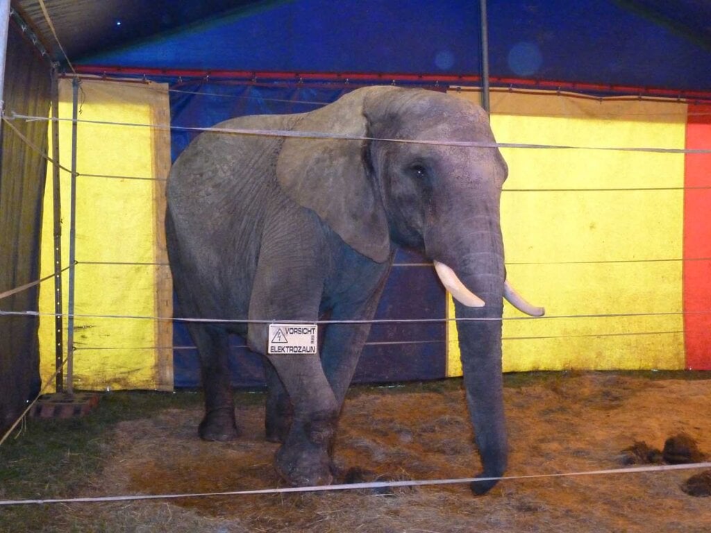 Elefant hinter Elektrozaun im Circus Luna