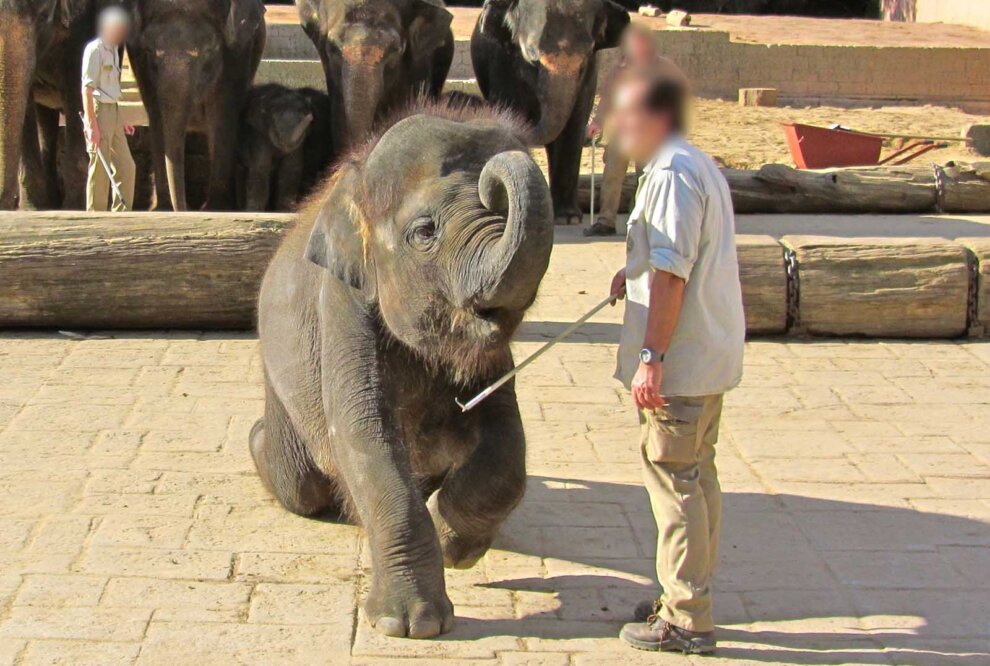 Die 6 Wichtigsten Gründe, Warum Elefanten Nicht In Zoos Gehören