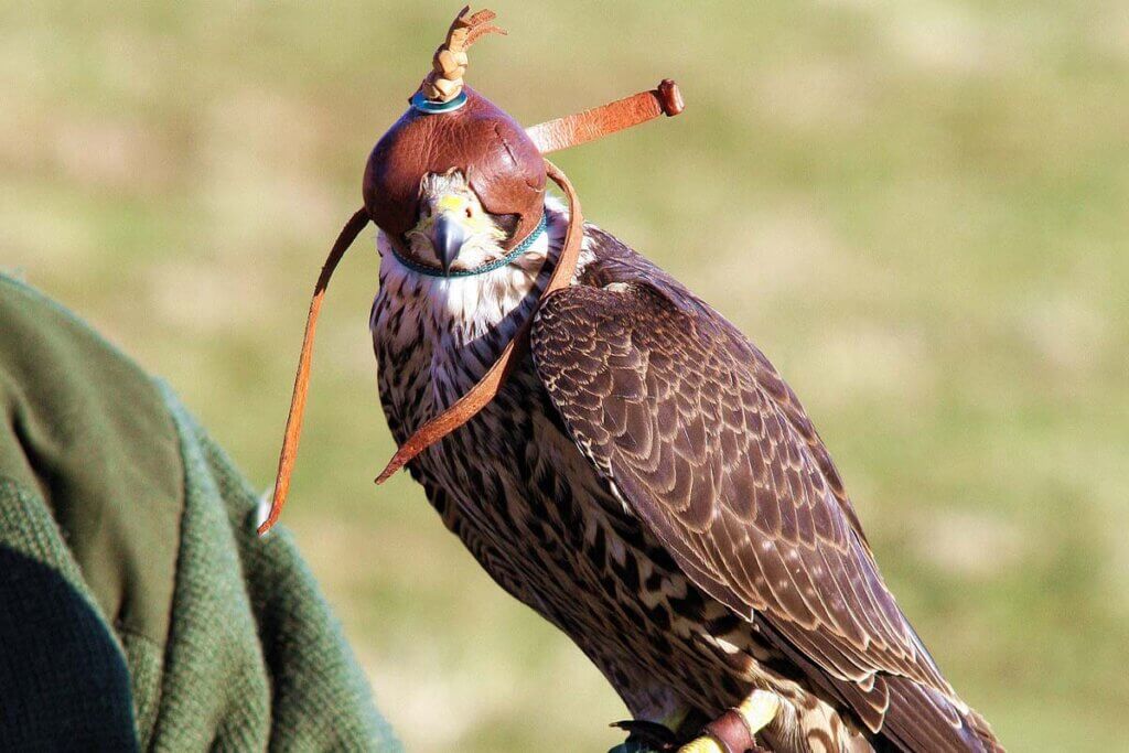 Vogel mit Haube auf dem Kopf