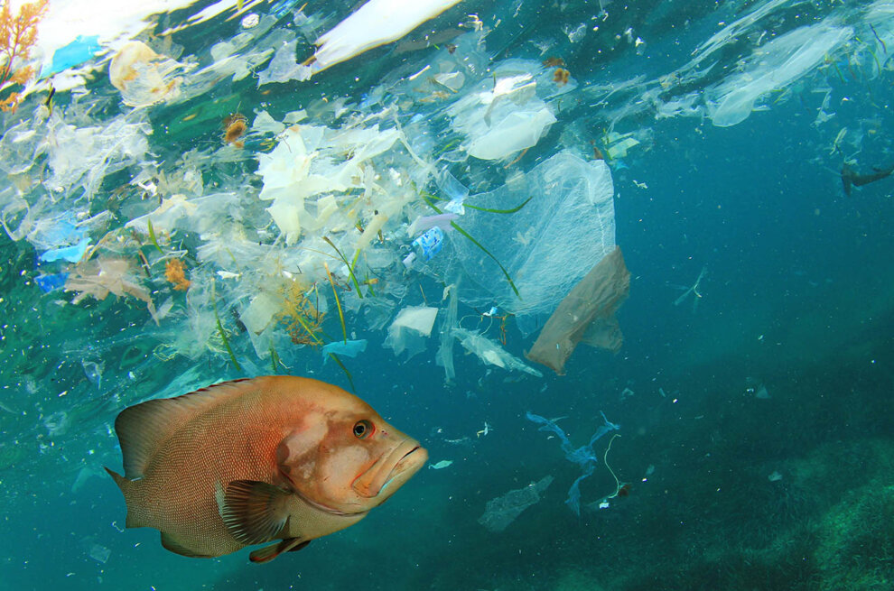 Fisch und Plastikmuell schwimmen im Meer