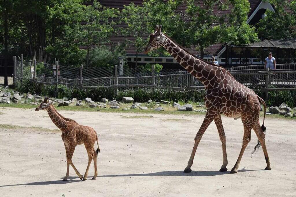 Giraffe mit Baby in einem Zoo