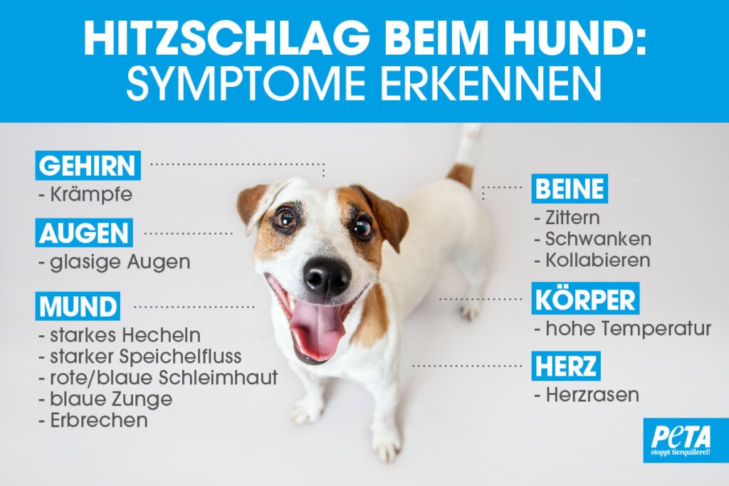 Hitzschlag oder Sonnenstich beim Hund was tun? PETA Deutschland e.V.