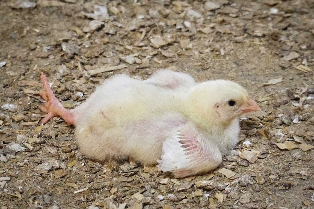 Huhn aus der Mast liegt am Boden