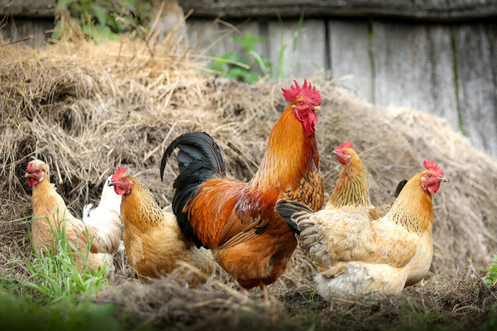 Das Huhn – 10 faszinierende Fakten über Hühner