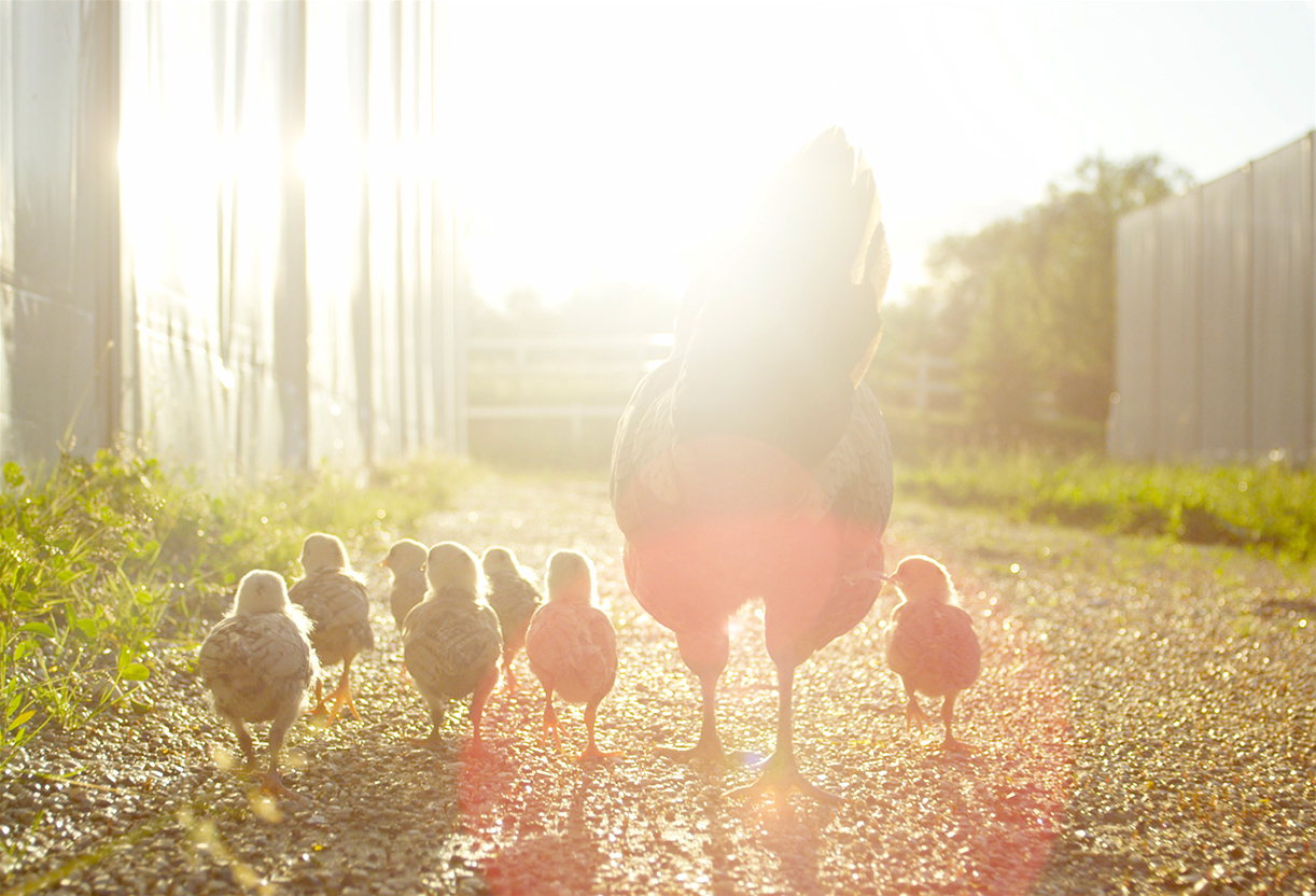 Huhn mit Kueken