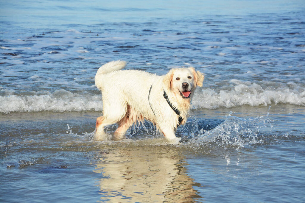 Hund am Strand im Meer