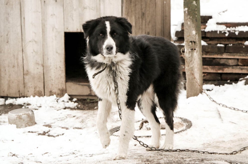 Hund an einer Kette im Winter