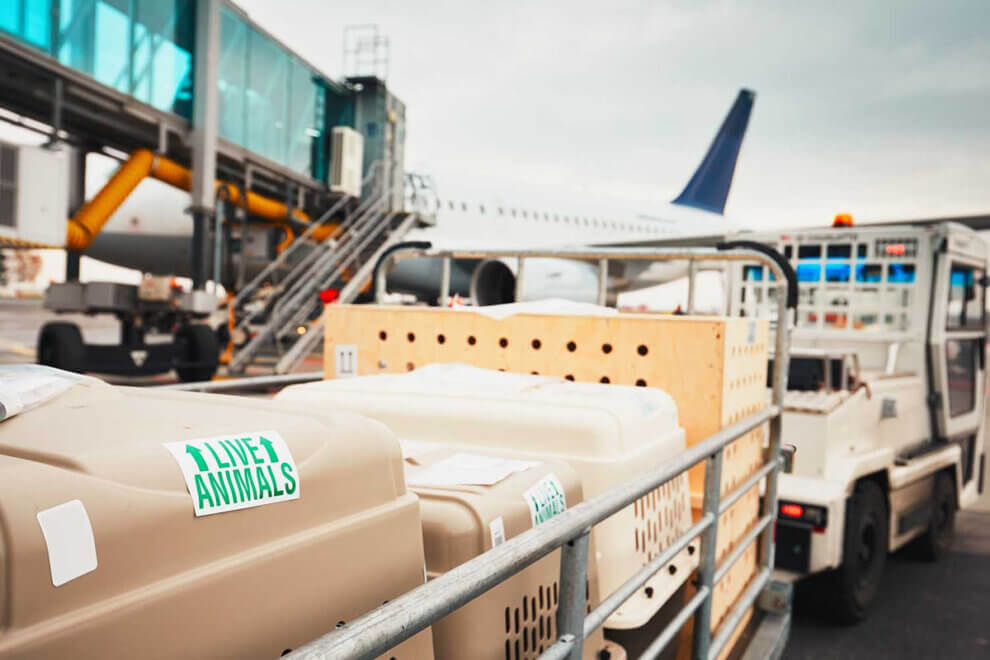 Fliegen mit Hund oder Katze Die besten Tipps für den Flug PETA