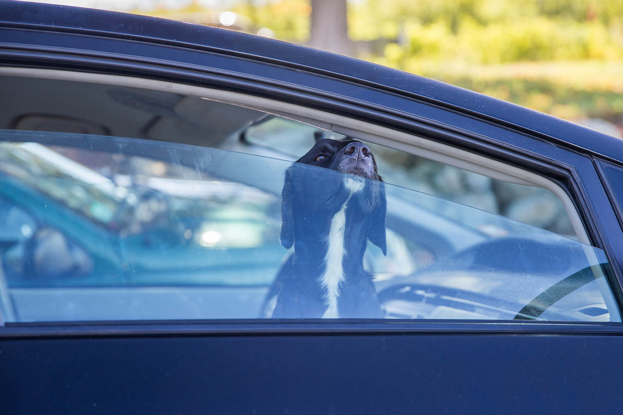 Hund bei Hitze im Auto – unterschätzte Temperaturen