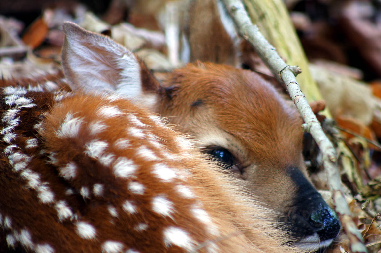 9 süße Tierbabys, die nicht sterben wollen