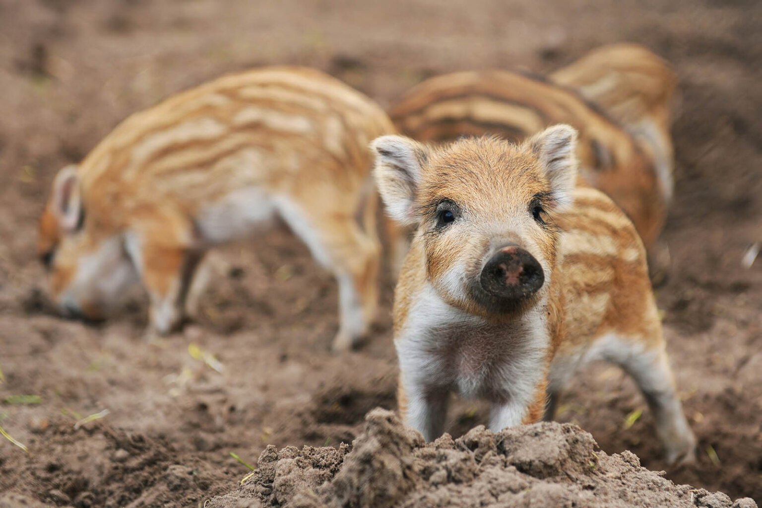 9 süße Tierbabys, die nicht sterben wollen