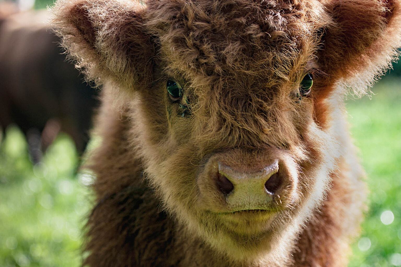 9 süße Tierbabys, die nicht sterben wollen