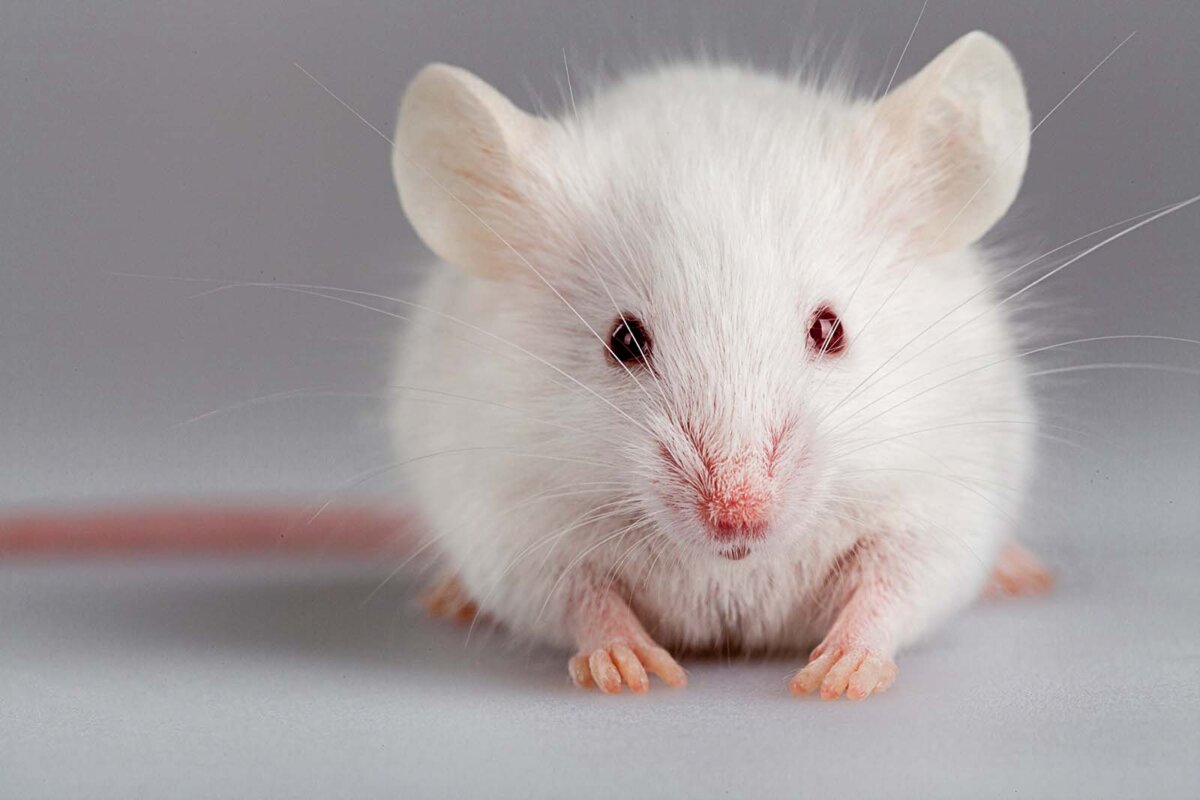 Albino Maus