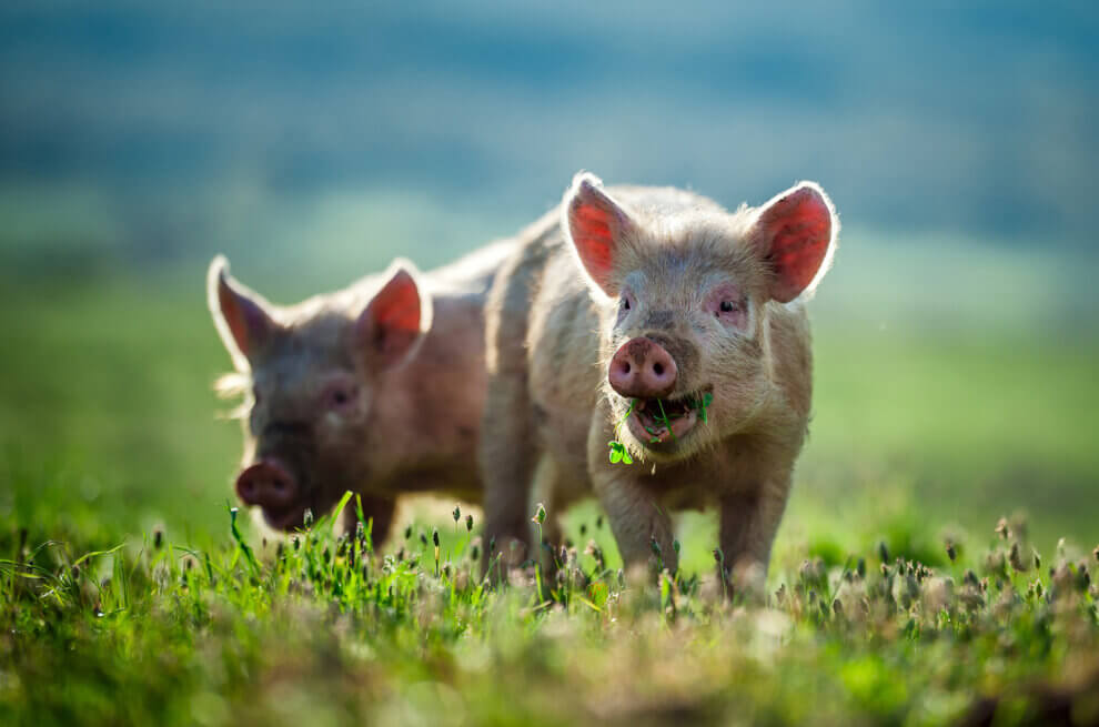 zwei schweine auf der wiese