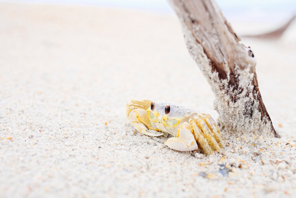 Krabbe am Strand