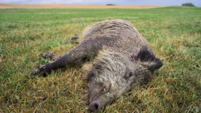 Totes Wildschwein liegt auf einem gruenen Wiesenboden.