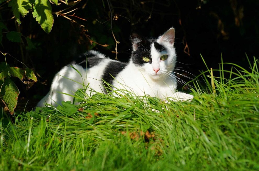 Katze liegt im Schatten im Gras