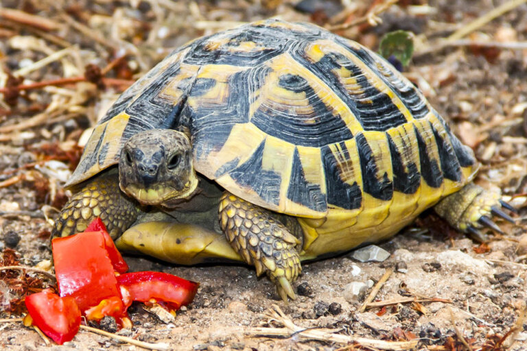 Schildkröten: So halten Sie Wasser- &amp; Landschildkröten | PETA