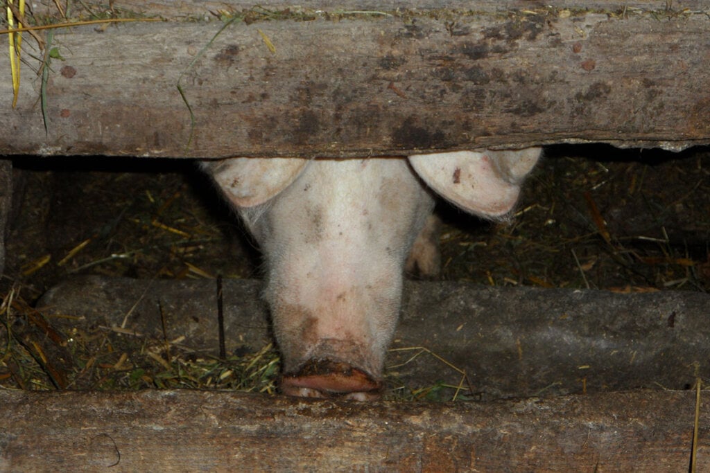 Schweineschnauze im Futtertrog