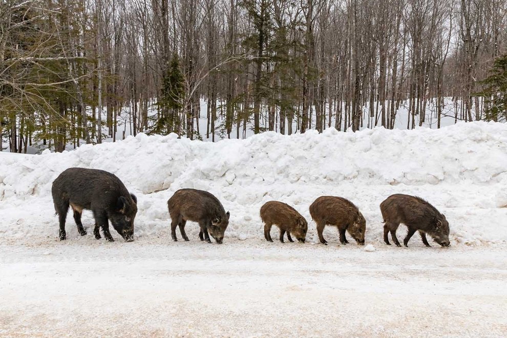 Wildtiere In Der Natur Respektvoller Umgang Statt Toten Und Verdrangen Peta Deutschland E V