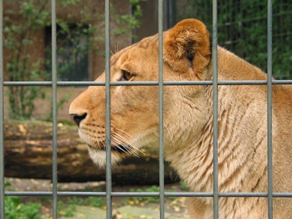  Tiere  im Zoo Eberswalde erfroren PETA  erstattet Anzeige 