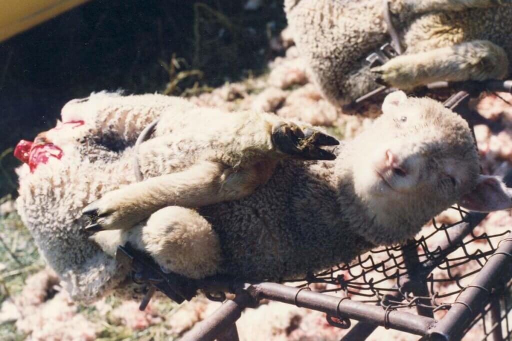 Gefesseltes Schaf mit abgeschnittenem Hinterteil