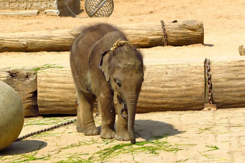 So Werden Sie Aktiv Gegen Tierquälerei In Zoos Und Tierparks