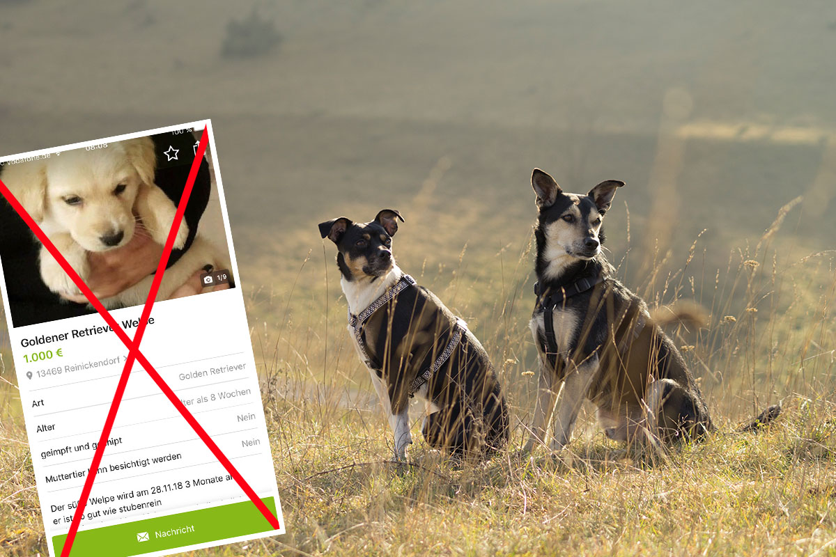 Ebay Hunde Zu Verschenken 3 Erstelle einen suchauftrag und lasse