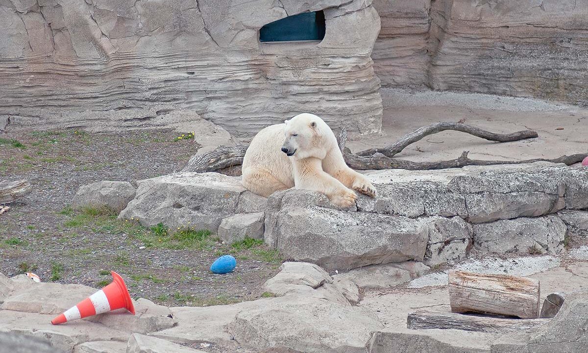 Eisbaer im Zoogehege