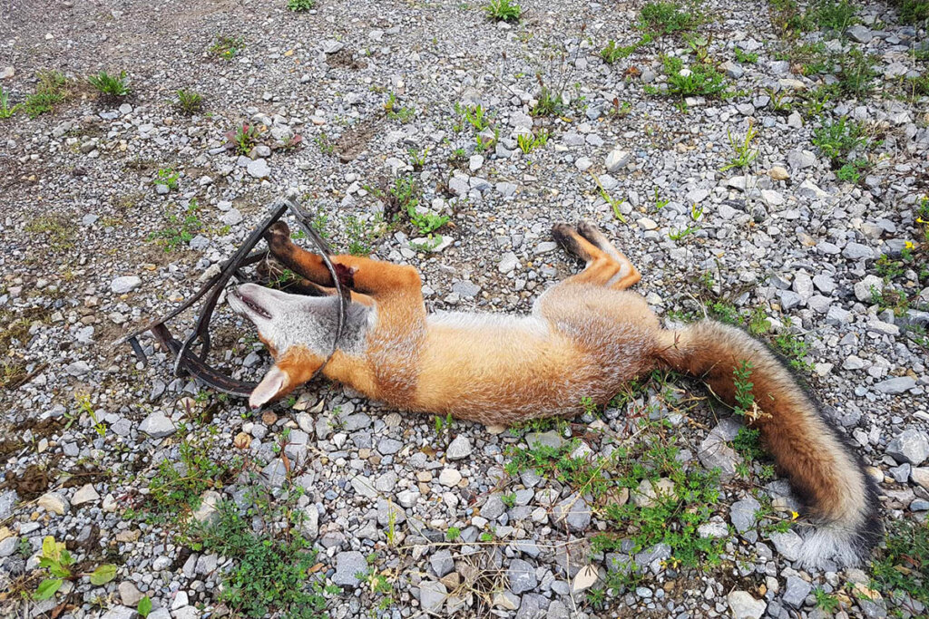 Ein toter Fuchs liegt in einer Totschlagfalle am Boden.