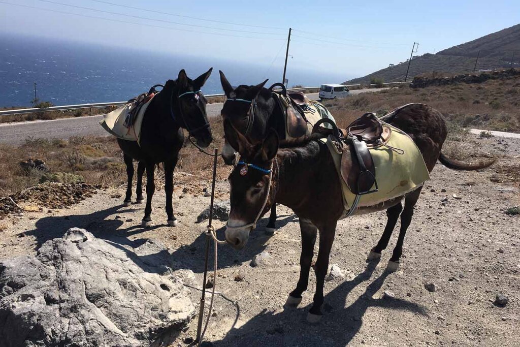 Esel auf Santorini