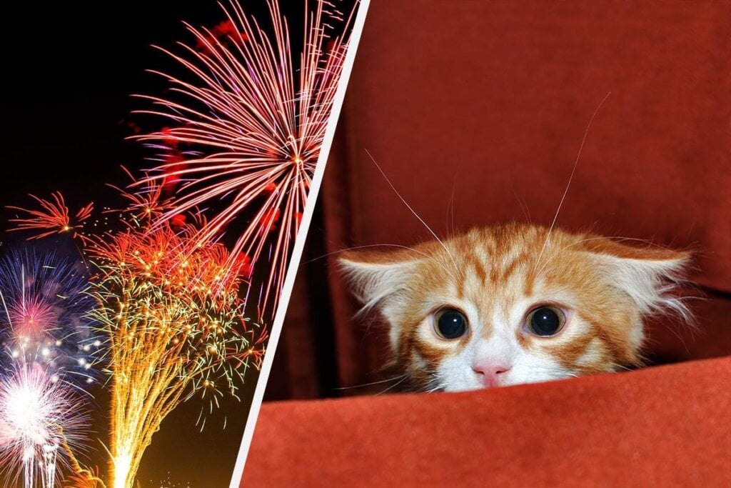 Collage Feuerwerk Veraengstigte Katze