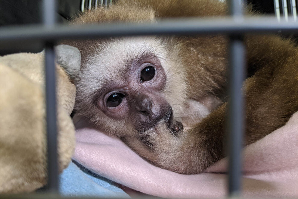 Affen kaufen und als Haustier halten: Warum das Tierquälerei ist