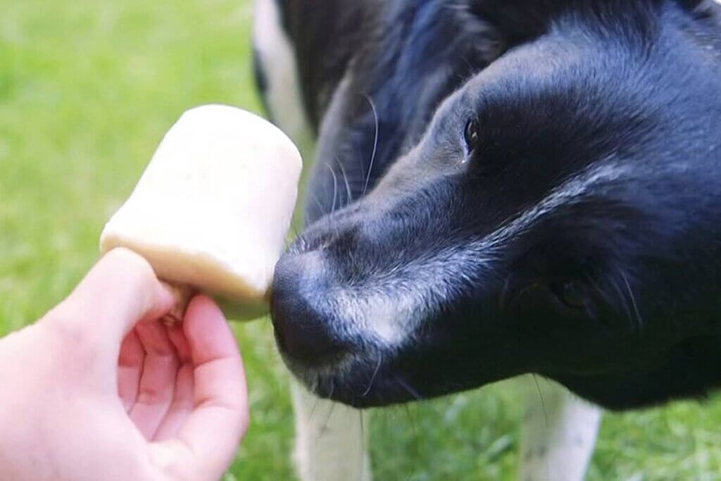 Hund leckt an Bananeneis