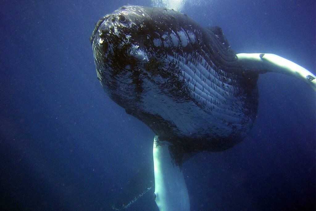 Buckelwal schwimmt im Meer