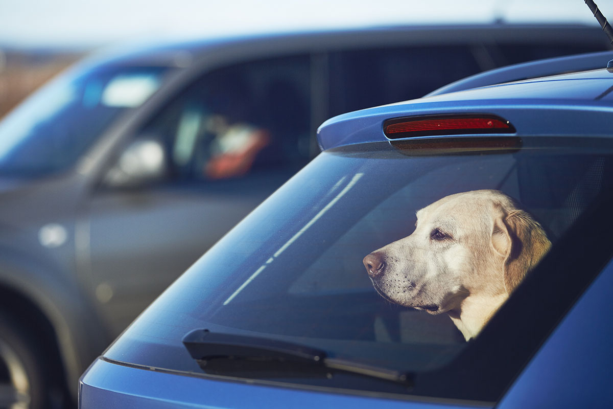 Verfahren eingestellt: Ehepaar ließ Hund bei Hitze im Auto